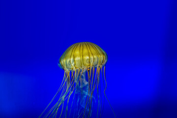 A Jellyfish closeup in Bluewater.
