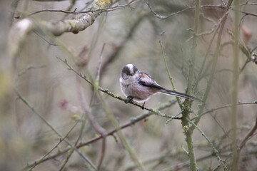 Orite à longue queue Mésange à longue queue Aegithalos caudatus perchée