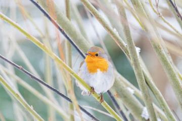Robin redbreast perched on a branch in winter