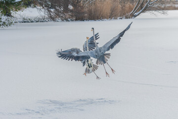 Two grey herons fighting in the air