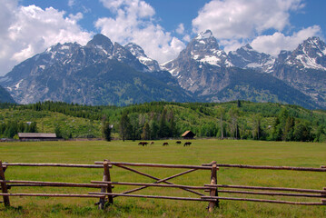 Horses grazing in a fenced pasture in Grand Teton National Park, Wyoming, USA
