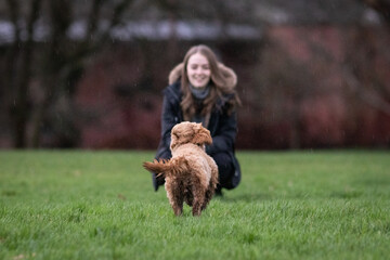 Cockapoo puppy running to owner