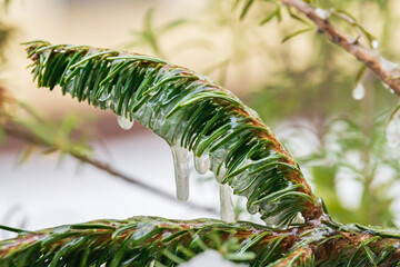 Ice covering the leafs of a plant