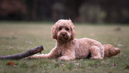 Cockapoo puppy playing with a stick in a field