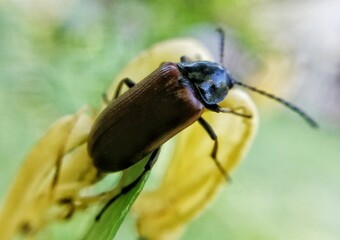 bug on a yellow flower