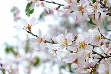 Macro shot of beautiful almond tree blossoms in spring time over clear blue sky background. Branches full of tender pink flowerings, dense flower clusters. Background, close up, copy space, crop shot.