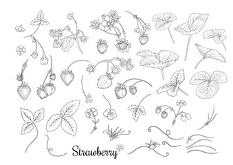 Strawberry branch with red berries. Clip art, set of elements for design Outline vector illustration. Isolated on white background.