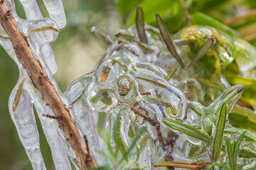 Ice stalactites hanging from a branch