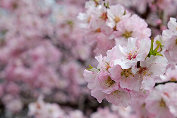 Macro shot of beautiful almond tree blossoms in spring time over clear blue sky background. Branches full of tender pink flowerings, dense flower clusters. Background, close up, copy space, crop shot.