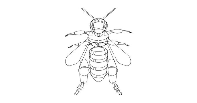 Honey Bee video animation on isolated white background.