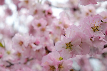 Macro shot of beautiful almond tree blossoms in spring time over clear blue sky background. Branches full of tender pink flowerings, dense flower clusters. Background, close up, copy space, crop shot.