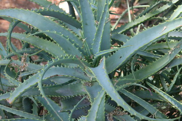 Large agave plant in Tel Aviv 