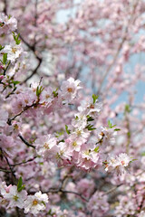 Macro shot of beautiful almond tree blossoms in spring time over clear blue sky background. Branches full of tender pink flowerings, dense flower clusters. Background, close up, copy space, crop shot.