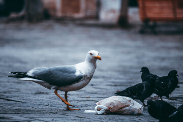 gaviota italia