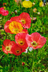 A field planted with different types of poppies. Colorful background with colorful flowers and juicy green grass for spring holiday season. Close up, copy space, top view. Selective focus.