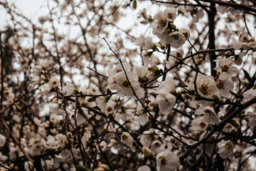 small white fresh flowers on a bush branch for the whole photo. flowers of early spring, branches without leaves. texture and picture for background.  early spring