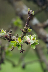 Knospen, Apfelbaum