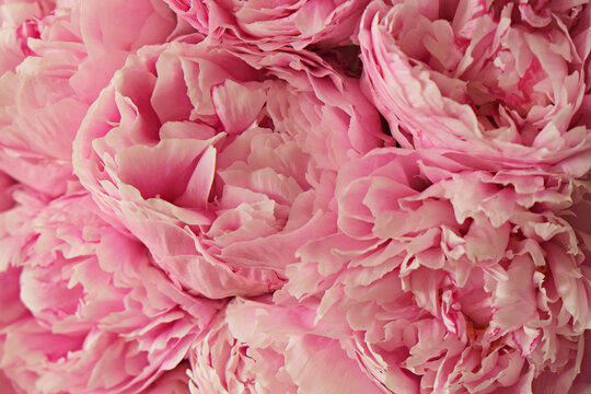 Macro shot of beautiful pink peony blossoms. Festive background with petal patterns of fully open flower buds. Copy space, close up, top view, backdrop, cropped image.