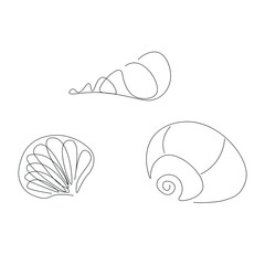 Shell drawing on white background, vector illustration