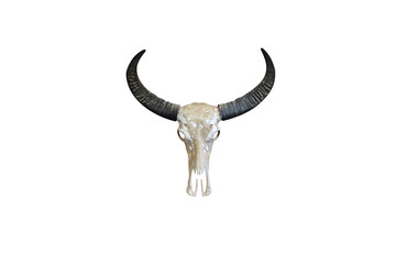 A skull with a horn of an animal on a white background