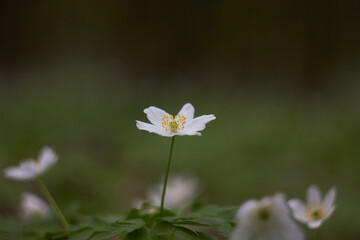 White spring flowers, snowdrops in the forest. Anemone nemorosa - wood anemone, windflower, thimbleweed, and smell fox. Romantic soft gentle artistic image.