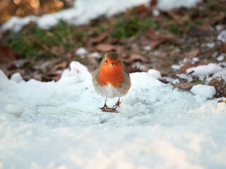 Selective focus on Erithacus rubecula. Robin bird standing in the snow. An orange-bellied bird looking for food in winter.