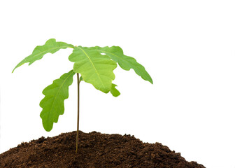 oak tree seedling isolated