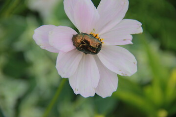 beatle on a flower
