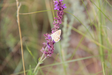 butterfly on a flower