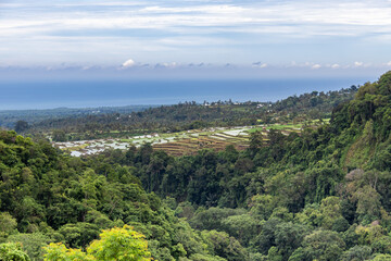 Fototapeta na wymiar Rizières et forêt à Lombok, Indonésie