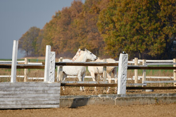 Two white horses in paddok in sunny autumn day, copy space