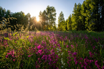 Beautiful summer sunset with red flowers in green grass.