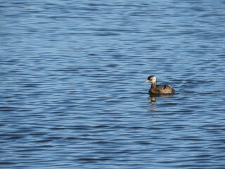 duck swimming in the lake
