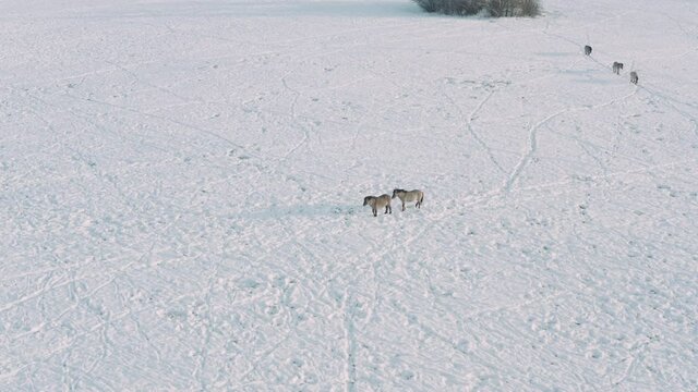 Day and free horses graze on on snow meadows.The Tarpan Horse.