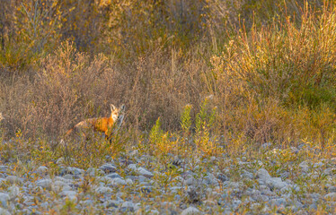 Red Fox in Autumn in Wyoming