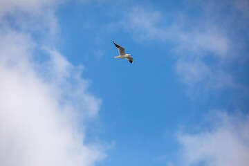 Bird Flying SEAGULL Isolated Sky Symbol of Freedom Concept. white seagull in the sky