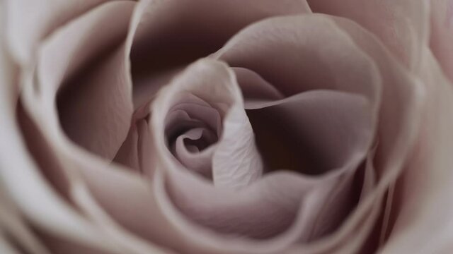 Large beautiful pink blooming rosebud sways in the wind mackro close up. Single soft rose flower