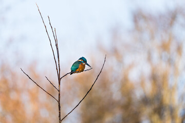 A beautiful bright turquoise king fisher in the nature