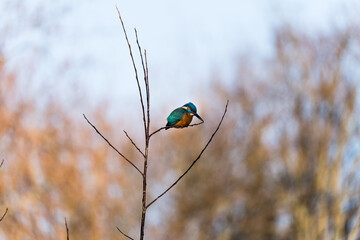 A beautiful bright turquoise king fisher in the nature