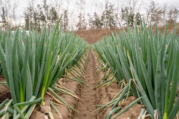 Obraz premium ネギの畑