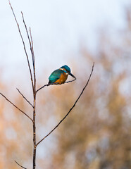 A beautiful bright turquoise king fisher in the nature