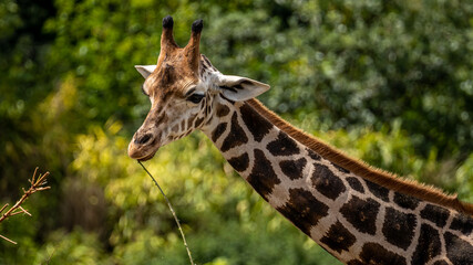 beautiful headshot of a giraffe in front of a green background