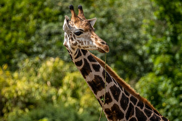 beautiful headshot of a giraffe in front of a green background