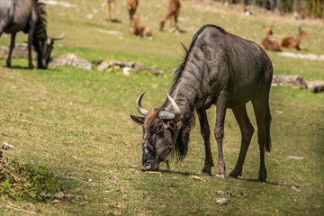 Naklejka premium gnu grazing grass in a zoo