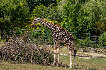 beautiful headshot of a giraffe in front of a green background