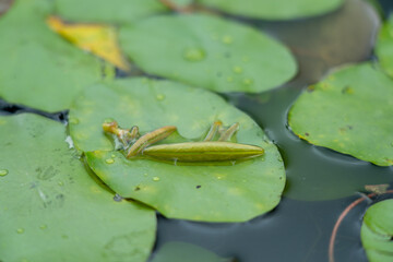 じゅんさい摘み取り
