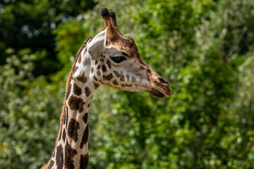 beautiful headshot of a giraffe in front of a green background