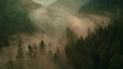 Aerial view of sunrise in the misty forest. Foggy golden sunset in mountains. Flying over green trees valley. Morning mist, country fields, sun rising above the horizon. Scenic nature landscape. - Powered by Adobe