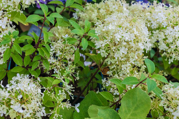 White hydrangea paniculata with green leaves close-up. Hydrangea paniculata for sale in a supermarket.