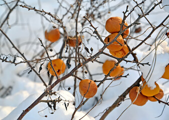 Orange fruits of Japanese quince (Chaenomeles japonica (Thunb.) Lindl. Ex Spach) against a background of snow